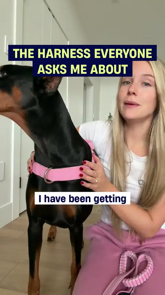 Opening frame of Everyone Asks, a Dog Friendly Co. ad