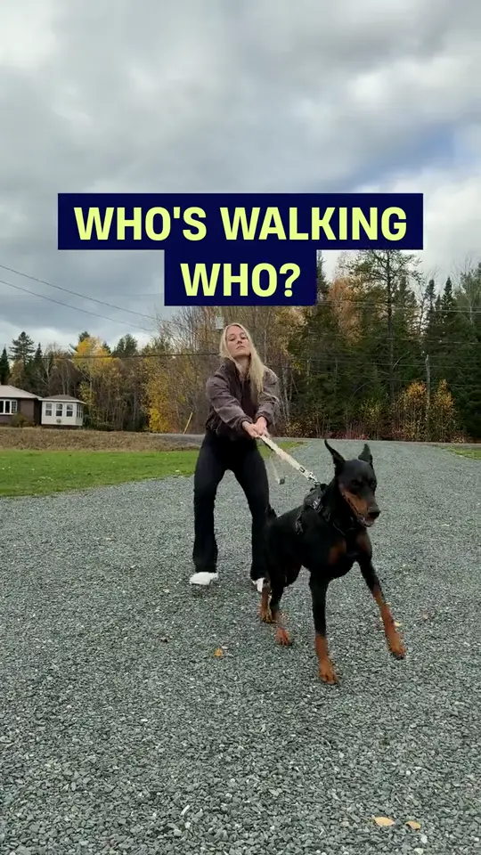Opening frame of The Walk, a Dog Friendly Co. ad